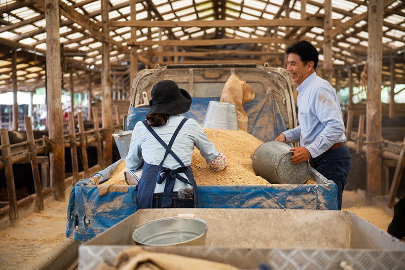 宮崎牛に餌をあげる二人