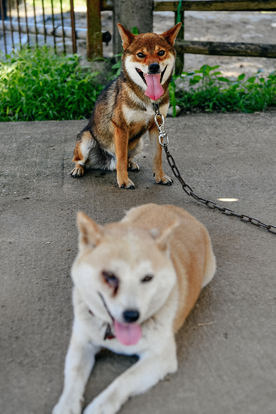 チビとハナ